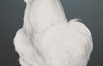 silkieresize.png silkieresize.png