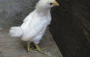 chickens016.jpg