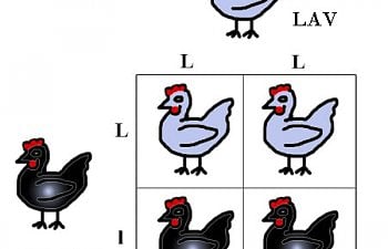 splitlav.jpg splitlav.jpg