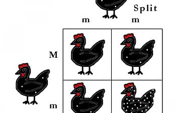splitsplitmot.jpg splitsplitmot.jpg