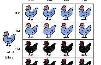 solidblueblackmot.jpg solidblueblackmot.jpg