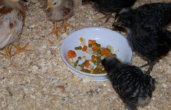 87233_lovinveggies.jpg 87233_lovinveggies.jpg