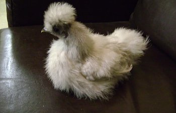 Silkie024.jpg Silkie024.jpg