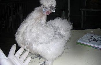 Silkies014.jpg Silkies014.jpg