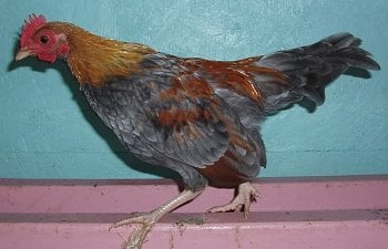 OEG_12wk_Cockerel_b.jpg