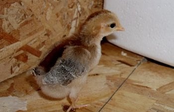 OEG_1wk_pullet.jpg