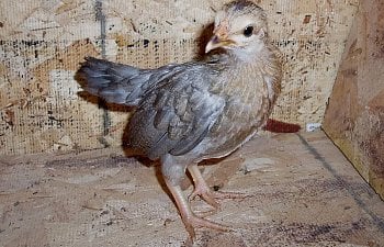 OEG_5wk_pullet.jpg