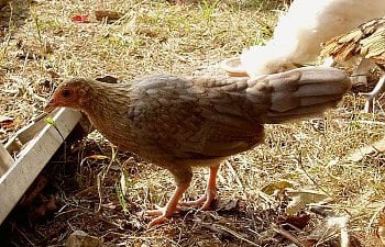 OEG_8wk_pullet.jpg