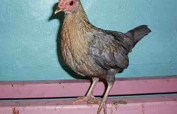 OEG_11wk_pullet.jpg