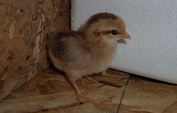 BlueRed_OEG_1wk_pullet.jpg