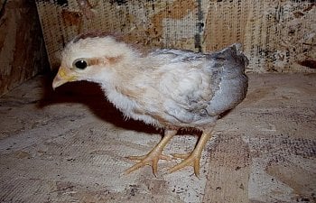 BlueRed_OEG_3wk_pullet.jpg