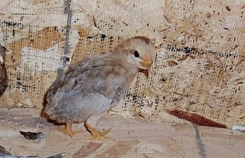 BlueRedOEB_Pullet_3wks.jpg