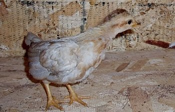 BlueRed_OEG_5wk_pullet.jpg