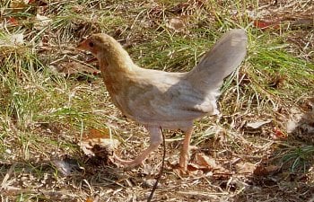 BlueRed_OEG_8wk_pullet.jpg