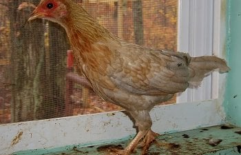 BlueRed_OEG_11wk_pullet.jpg