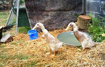 duckpondtemppen009.jpg