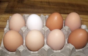 EggSamples11132011.jpg EggSamples11132011.jpg
