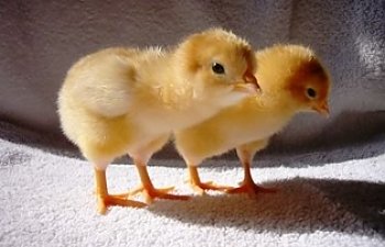 GoldenPeep.jpg GoldenPeep.jpg