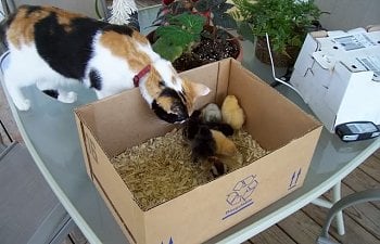 Justsniffing4-24.jpg Justsniffing4-24.jpg