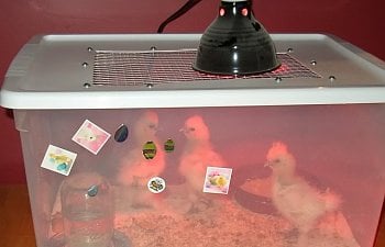 ChickenBrooder.jpg ChickenBrooder.jpg