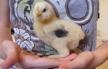 Chicks100509008.jpg Chicks100509008.jpg