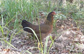 28464_eggs071310_002.jpg 28464_eggs071310_002.jpg