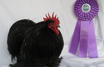 chickens.jpg chickens.jpg