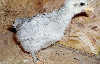 SelfBlue_Cochin_Pullet_4wks_b.jpg