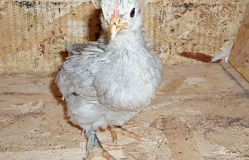 SelfBlue_Cochin_Pullet_4wks.jpg