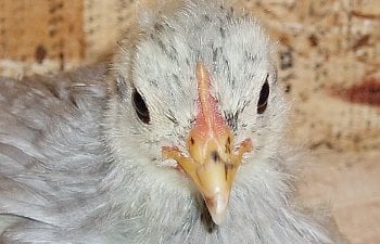 SelfBlue_Cochin_Pullet_4wks_c.jpg