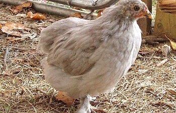 SelfBlue_Cochin_Pullet_8wks_b.jpg