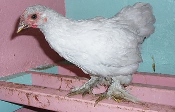 SelfBlue_Cochin_Pullets_11wks.jpg