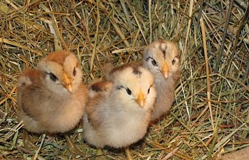 EEchicks.jpg EEchicks.jpg