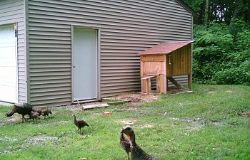 wildturkeys3.jpg wildturkeys3.jpg