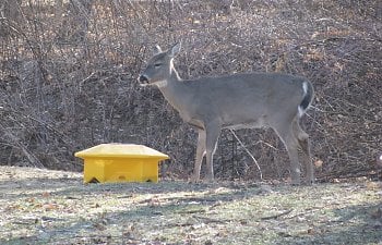 bambifeeder.jpg bambifeeder.jpg