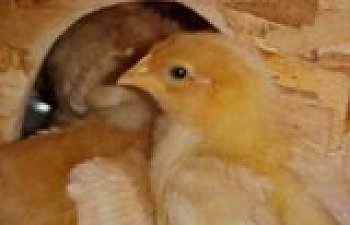 th_Day11a.jpg th_Day11a.jpg