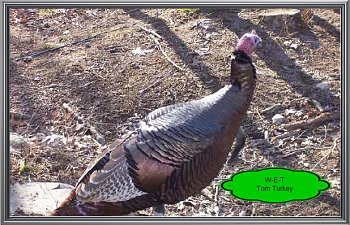 Wild Eastern Turkey