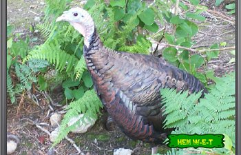 pheasantchicks018.jpg