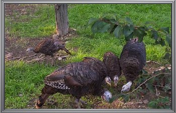 turkeypoultswmoms021.jpg