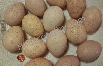 478_wild_eastern_turkey_eggs_010_final.jpg
