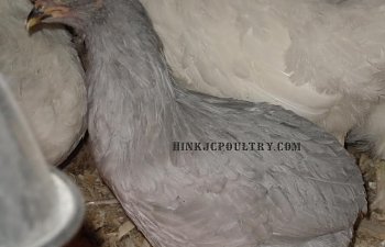 cagesaraucana019.jpg