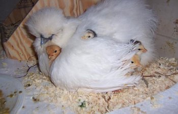 26453_buffy_chicks.jpg