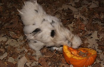 roosterspot.jpg roosterspot.jpg