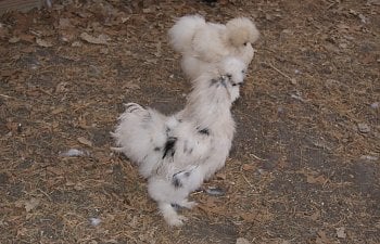 rooandpullet-1.jpg rooandpullet-1.jpg