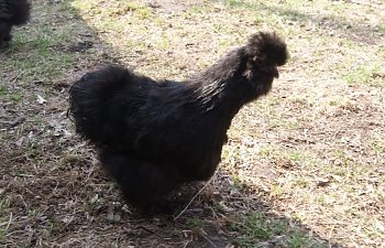 blackhen2.jpg blackhen2.jpg