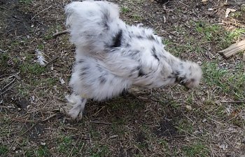 Dottiecomingoutofmolt.jpg Dottiecomingoutofmolt.jpg