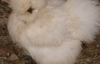 fluffybuffy.jpg fluffybuffy.jpg