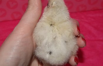 paintchick2-2.jpg paintchick2-2.jpg