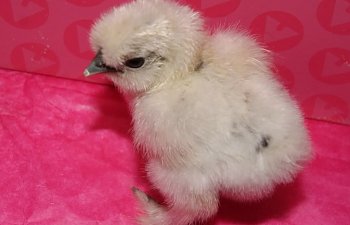 paintchick-1.jpg paintchick-1.jpg