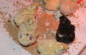 thechicks.jpg thechicks.jpg